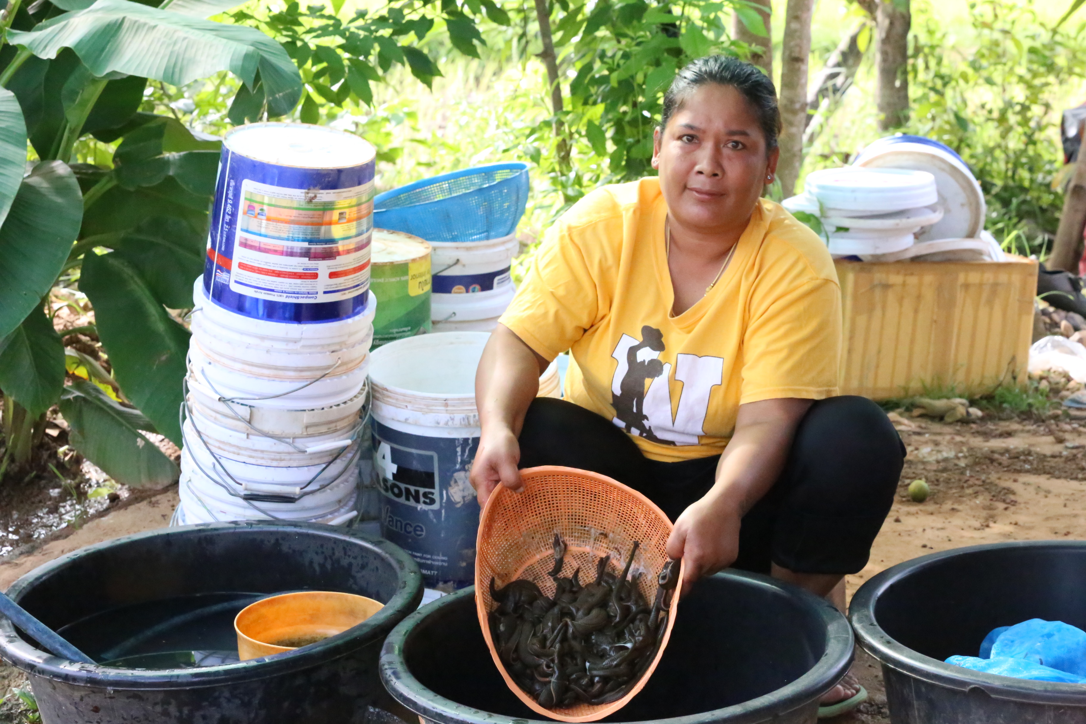 สุดแปลก!! ที่เดียวในไทย ล่าปลิงแปรรูปส่งขายจีน เงินสะพัดวันละแสน 
