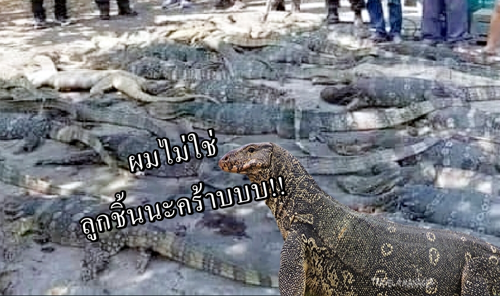 บช.ก. ยันบุกทลายโรงชำแหละตัวเงินตัวทองส่งร้านอาหารป่า ไม่ใช่ รง.ผลิตลูกชิ้น