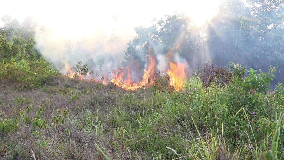 ระทึกชุมพร! ไฟไหม้ป่าพรุเสียหายกว่า 100 ไร่ ระดมรถน้ำสกัดวุ่น หวั่นลุกลามซ้ำ 