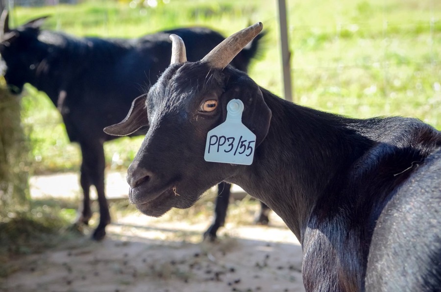 ปศุสัตว์ออนไลน์เพิ่มความรู้อบรม 6 หลักสูตร "แพะดำภูพาน -ไก่ดำภูพาน" ฯลฯ