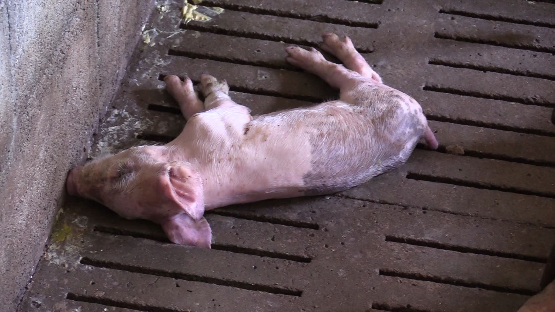 เกิดวิกฤตโรคติดเชื้อไวรัสระบาดในหมูอย่างหนักปศจ.นครศรีเร่งคุมโรค