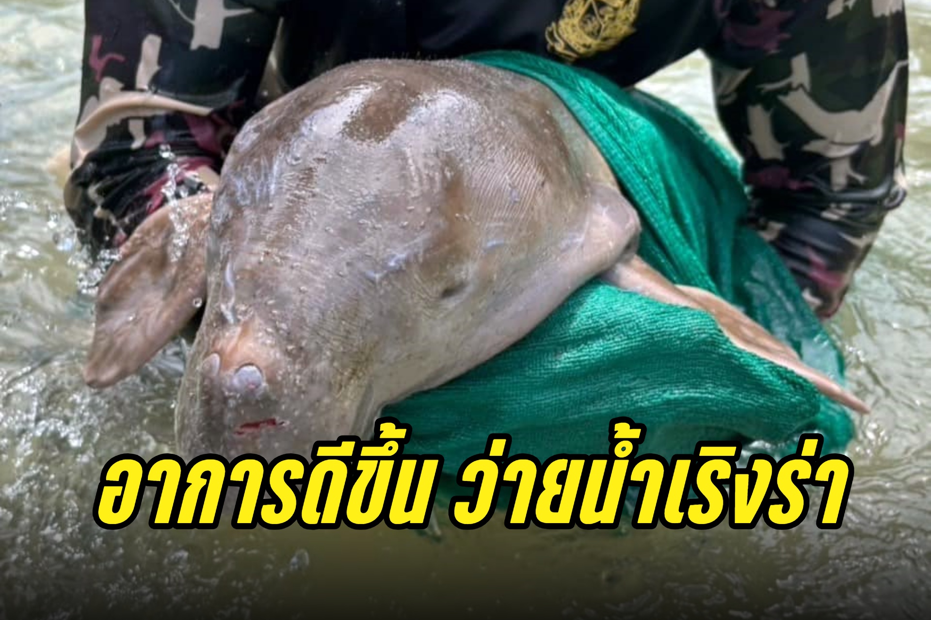 "ลูกพะยูน" เกยตื้นเกาะปอดะ อาการดีขึ้น เริ่มว่ายน้ำเริงร่า