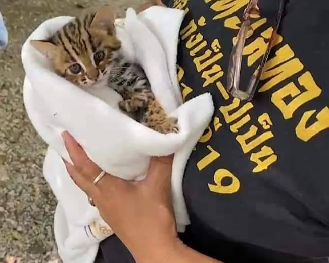 น้องน่ารัก เปิดภาพช่วย'ลูกแมวดาว'พลัดหลงเข้าสวนลำไยชาวบ้านที่เชียงดาว