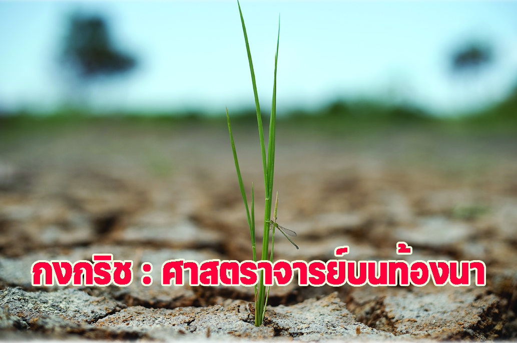 กงกริช : ศาสตราจารย์บนท้องนา