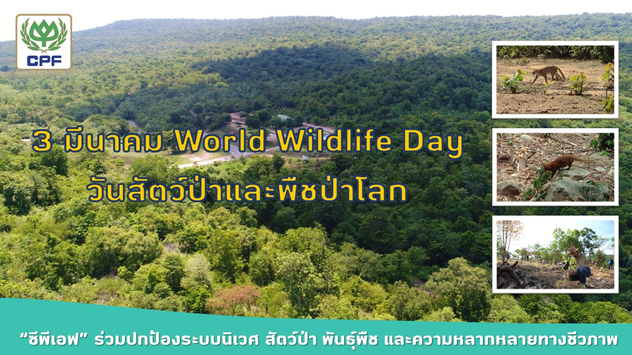 3 มี.ค. World Wildlife Day  ซีพีเอฟมุ่งมั่นร่วมปกป้องระบบนิเวศ สัตว์ป่า พันธุ์พืช และความหลากหลายทางชีวภาพ        
