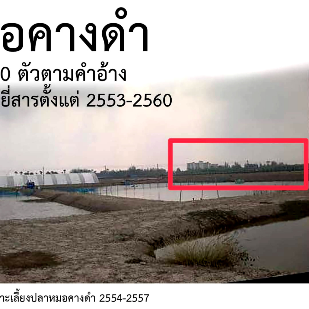 จับโป๊ะ!! บ่อกุ้งเป็นบ่อปลา - ปลาสวยงามในตู้กลายเป็นคางดำล็อตนำเข้า