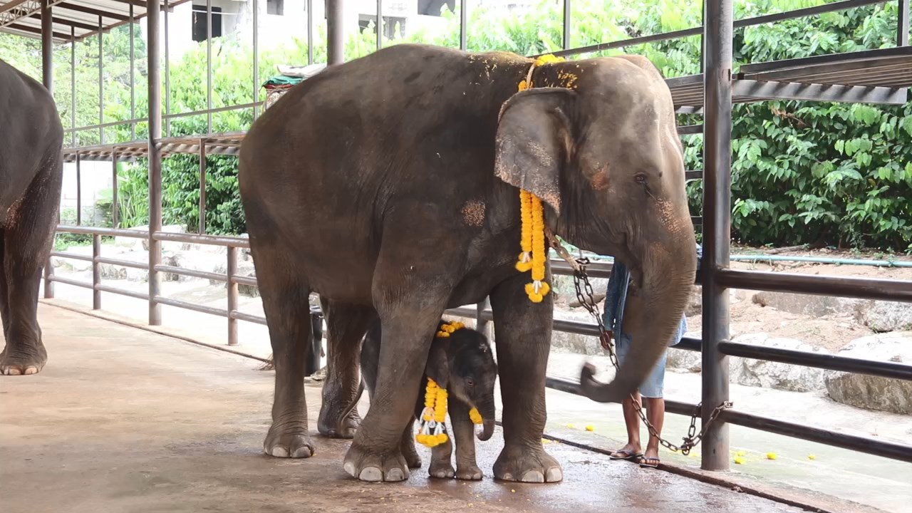 สวนนงนุชรับขวัญลูกช้าง'พลายดาวรุ่ง'ลำดับที่ 105 ลืมตาดูโลกจัดขบวนช้างและนางรำอย่างยิ่งใหญ่
