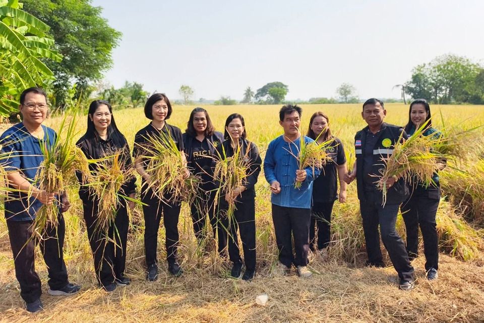 เกษตรอ่างทองเปิดกิจกรรม "ทำนาวิถีใหม่ ไร้ข้าวดีด ทำนาดี ปีละ 2 ครั้ง" เพิ่มผลผลิต-ลดมลพิษ