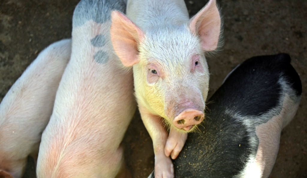 ASF ปัจจัยเพิ่มต้นทุนเลี้ยงหมู ถึงเวลายกระดับระบบป้องกันโรค Biosecurity สร้างอาหารมั่นคง-ปลอดภัย 