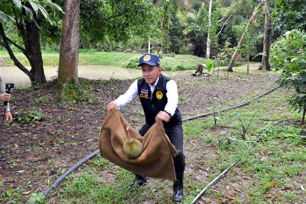 เปิดเบื้องหลังการถ่ายทำ พ่อเมืองรับทุเรียนสาลิกาด้วยกระสอบป่าน โปรโมทผลไม้อัตลักษณ์ของพังงา