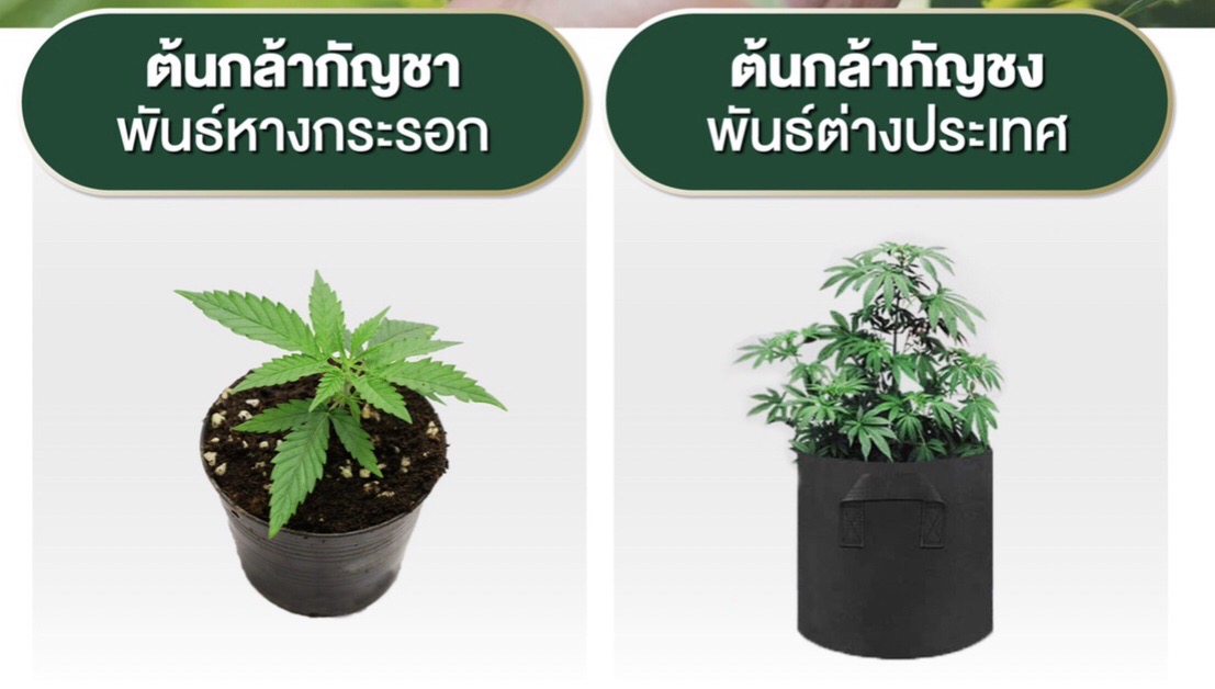 NUSA CSR ร่วมเฉลิมฉลองสุดยิ่งใหญ่ 9 มิ.ย.65 วันปลดล็อคกัญชาไทย เปิดจำหน่ายต้นกล้ากัญชง กัญชา  