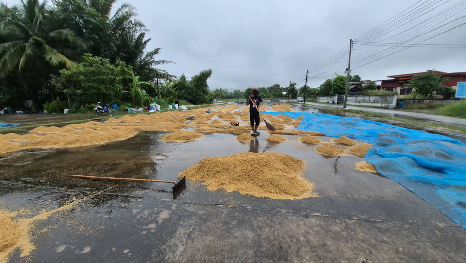 ระทมซ้ำซ้อน! ฝนหลงฤดูซัดข้าวเปลือกชาวนาอุดรฯ ไหลลงน้ำสูญนับตัน หลังเผชิญราคาข้าวตกต่ำสุดขีด 