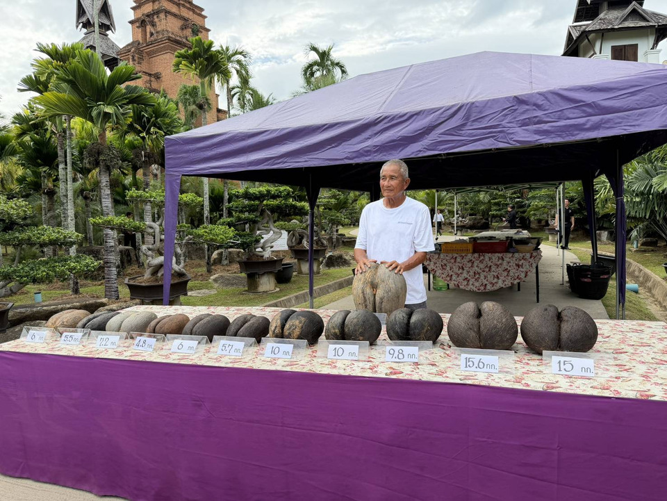 สวนนงนุชโชว์หาชมยาก! ผ่า “มะพร้าวทะเล” 12 ลูก พืชเมล็ดใหญ่ที่สุดในโลก มูลค่ากว่า 1.2 ล้าน