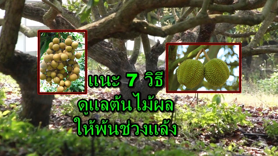 กรมส่งเสริมการเกษตร แนะ 7 วิธีดูแลต้นไม้ผลให้พ้นช่วงแล้ง