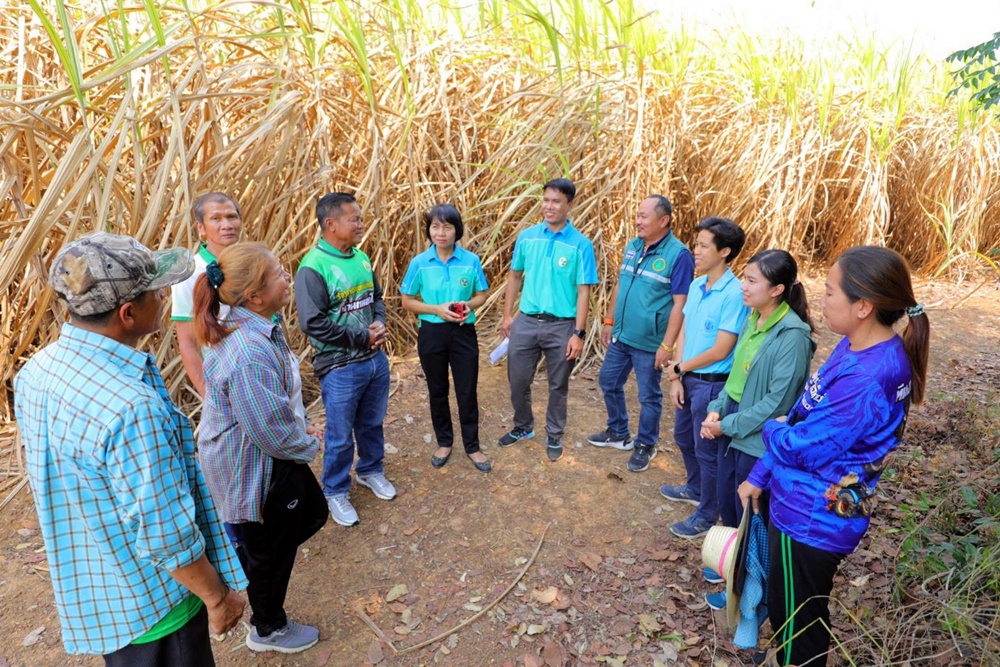 กสก.หนุนเกษตรแปลงใหญ่อ้อย ต.สระขวัญ ชูเกษตรสมัยใหม่ เพิ่มเสถียรภาพชาวไร่อ้อย
