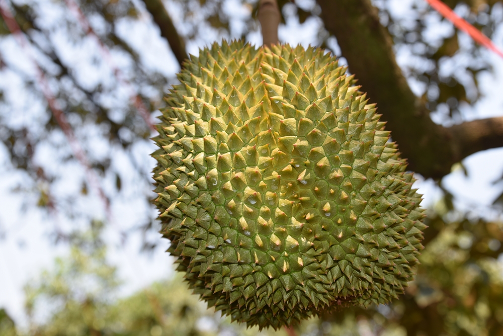 "จันทบุรี" เตรียมจัดงาน Durian To Go by  ต่อยอดพัฒนาทุเรียนไทยสู่สากล