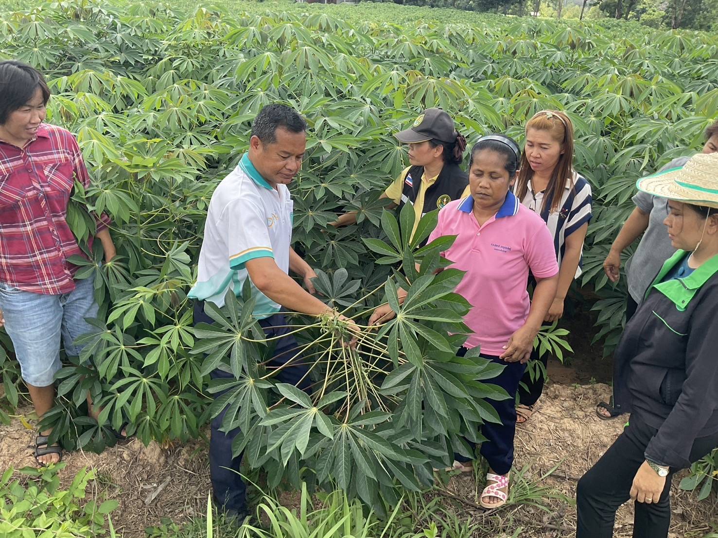 เกษตรอำเภอเลิงนกทา ลงพื้นที่ติดตามโรคใบด่างมันสำปะหลังของเกษตรกร