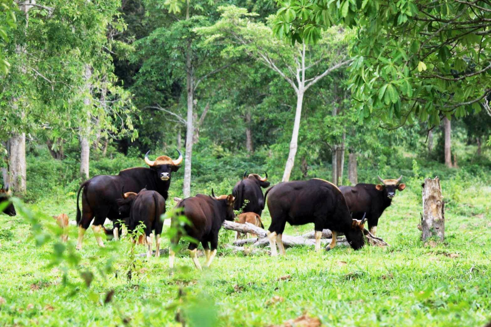 ฝูงกระทิงกุยบุรีเริงร่าท้านักท่องเที่ยวเข้าชม