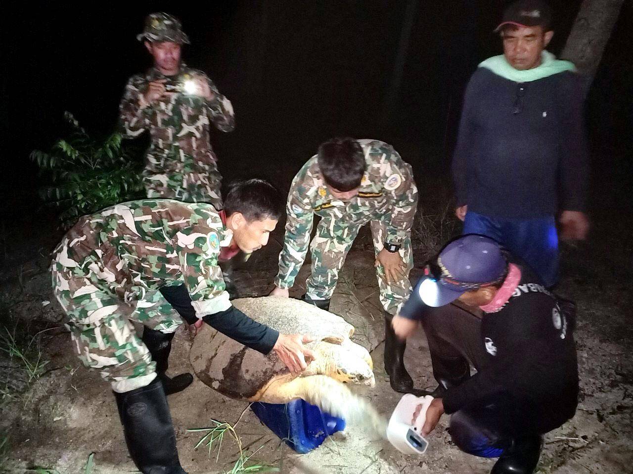 อุทยานเฮ! "แม่เพรียง" เต่ากระขึ้นวางไข่รังแรกของปีบนเกาะทะลุ