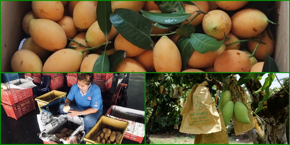 สสท. บุกสวนสมาชิกสหกรณ์ หนุนช่องทางตลาดผลไม้ นำผลผลิตเปิดจำหน่ายกทม.