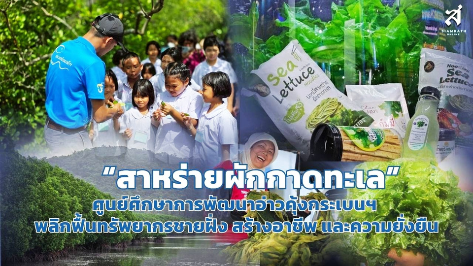 “สาหร่ายผักกาดทะเล” ศูนย์ศึกษาการพัฒนาอ่าวคุ้งกระเบนฯ พลิกฟื้นทรัพยากรชายฝั่ง สร้างอาชีพ และความยั่งยืน