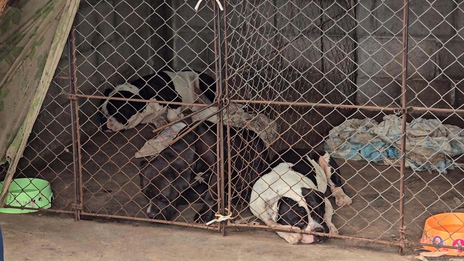 สุนัข "American Bully" ควรเลี้ยงหรือไม่?