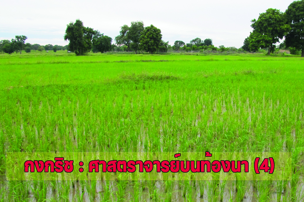 กงกริช : ศาสตราจารย์บนท้องนา (4)