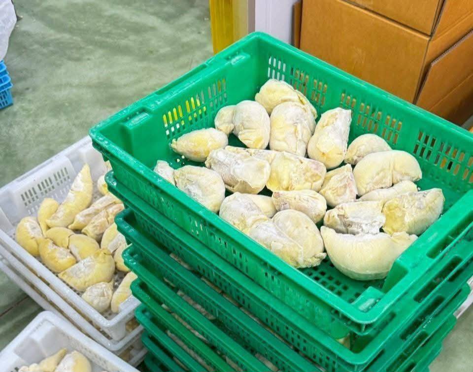 ระยอง บุกอายัดทุเรียนแช่เยือกแข็ง 25 ตัน มูลค่า 8 ล้าน ลอบผลิตไร้ใบอนุญาต ฟันเด็ดขาดรักษาทุเรียนไทย 