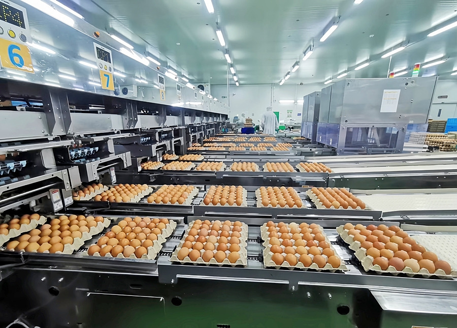 CPF ชูยุทธศาสตร์ “5 Goods” ปั้นธุรกิจไก่ไข่ยุคใหม่ สร้างสุขให้สังคมและโลกเหนือกำไร