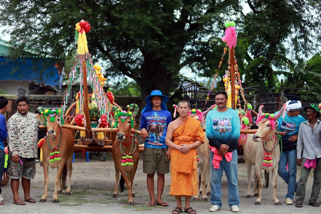 สืบสาน​ประเพณีไทย!​ วัวเทียมเกวียน​หลายจังหวัดร่วมแห่ต้นเทียนพรรษาถวายวัดสว่างอารมณ์​ 