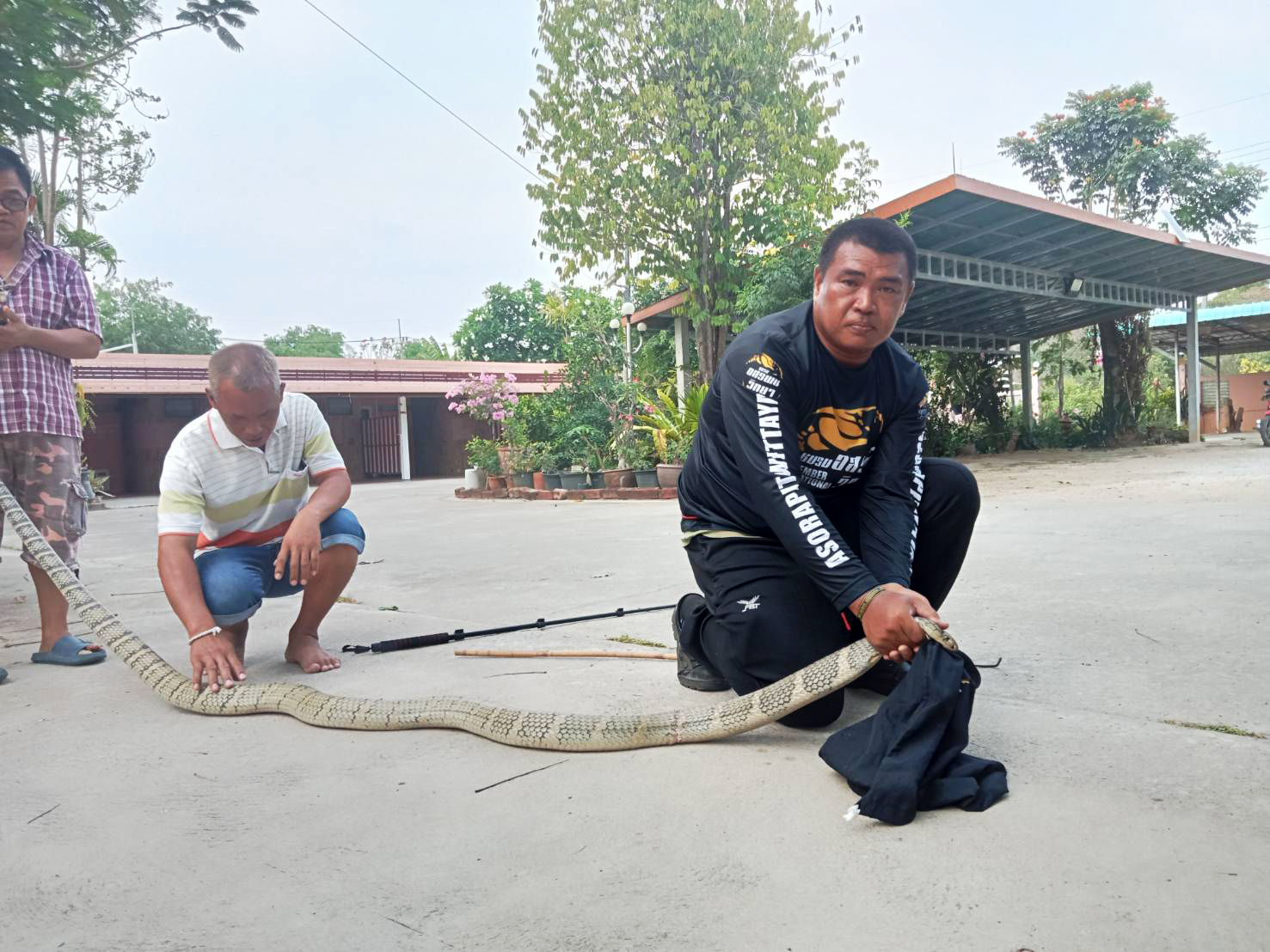 ผงะ!! จงอางยาวกว่า4เมตรหนีร้อนจากป่าหากินในรีสอร์ทอำเภอด่านช้าง