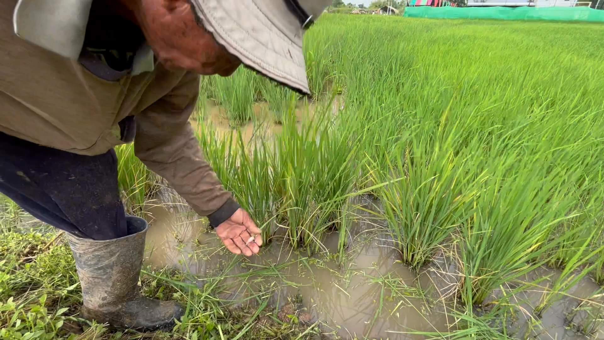 ชาวนาขอนแก่นโอดหอยเชอรี่ระบาดทำเสียหายหลาย 10 ไร่  