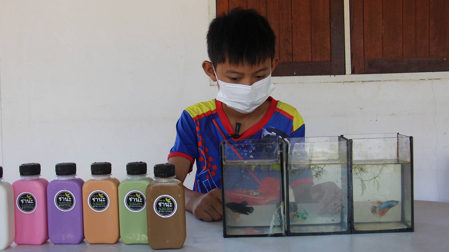 เยาวชนสวนผึ้งวัย 10 ขวบไลฟ์สดขายปลากัด  สร้างรายได้เฉลี่ยพันบาทต่อสัปดาห์