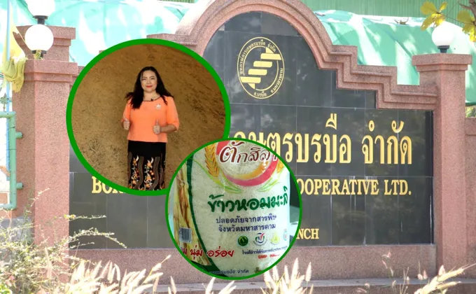 สกก.บรบือ ชูเอกลักษณ์เด่น "ข้าวหอมมะลิ" ปลอดภัย 100%