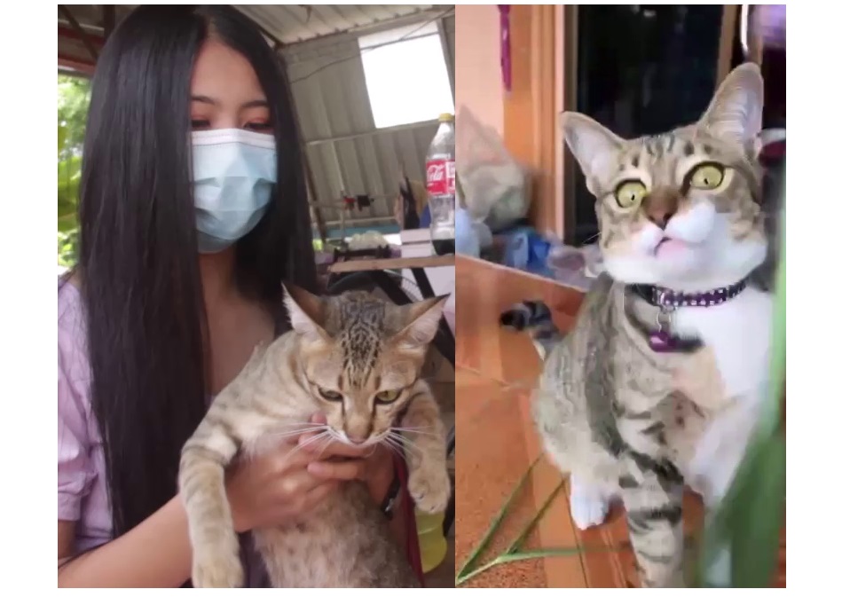  สาวอุดรเศร้าแมวชื่อ 'ไข่เน่า' หาย วอนผู้พบส่งคืนด่วนมีรางวัลอย่างงาม