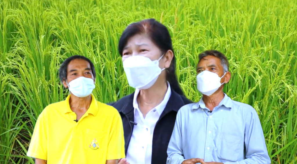 ศูนย์วิจัยข้าวชัยนาท ส่งเสริมเกษตรกรแปลงใหญ่ ปลูกข้าวเมล็ดพันธุ์ดีมีคุณภาพ ผลผลิตสูง กำไรงาม