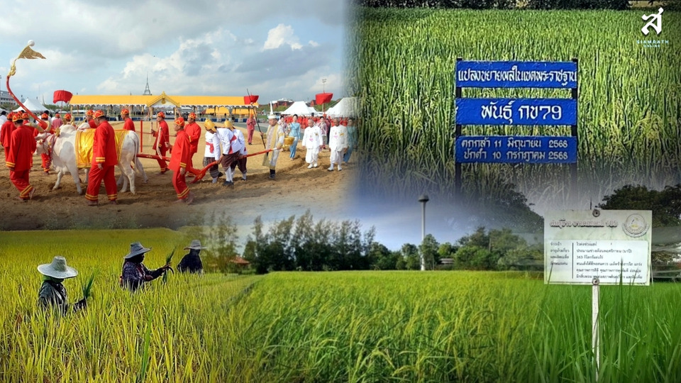 จากแปลงนาสวนจิตรลดา สู่ "เมล็ดพันธุ์พระราชทาน" สายใยแห่งพระมหากรุณาธิคุณ