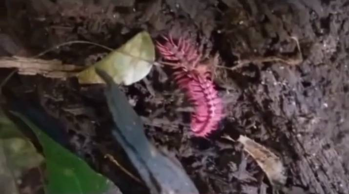นักท่องเที่ยวแห่เข้าถ้ำล่า “กิ้งกือมังกรสีชมพู” แรร์ไอเท็มแห่งหุบป่าตาด อุทัยธานี