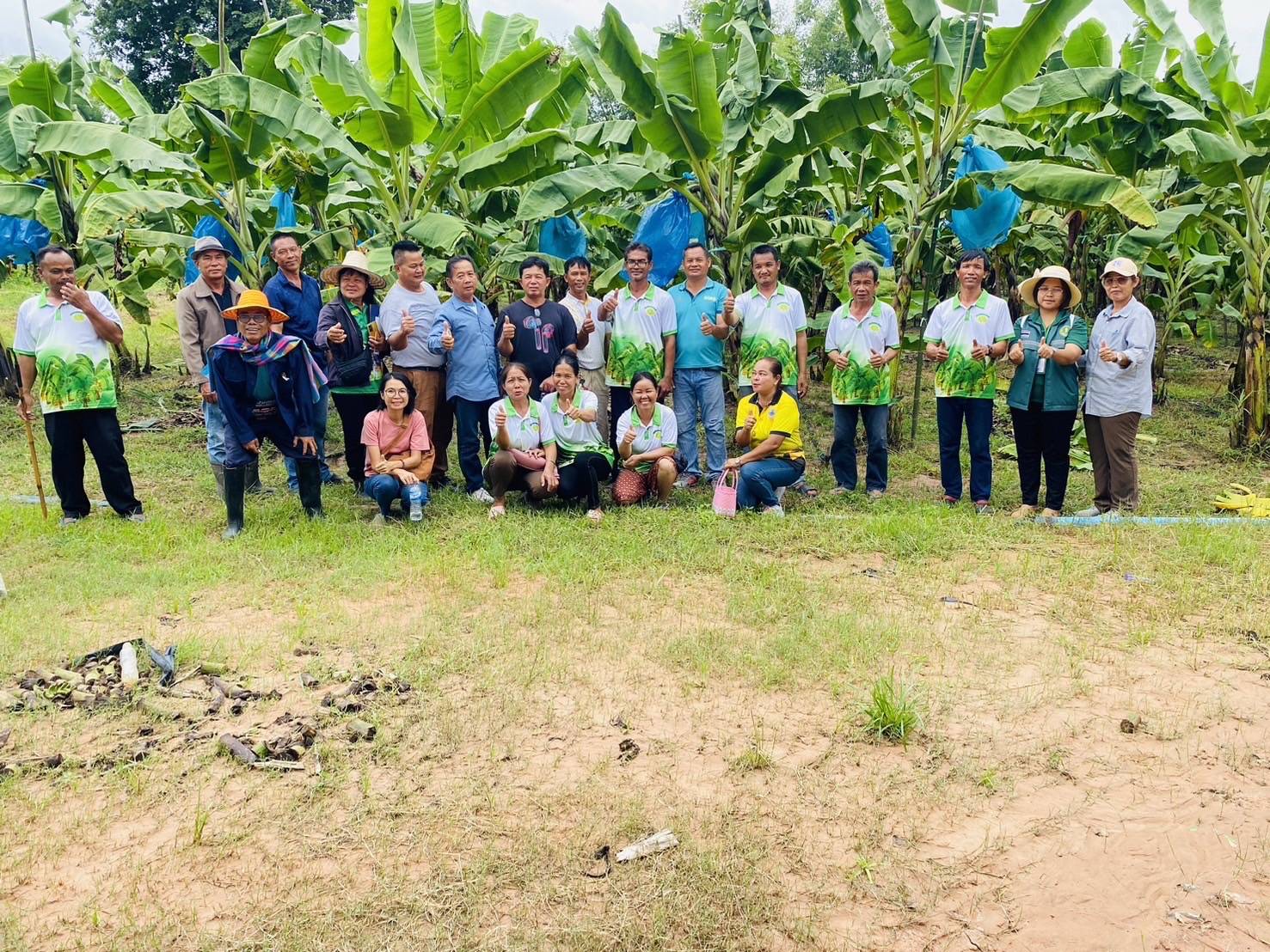 "ยโสธร"เกษตรอำเภอเลิงนกทา ส่งเสริมวิสาหกิจชุมชนกลุ่มปลูกกล้วยหอมทองช่องเม็ก