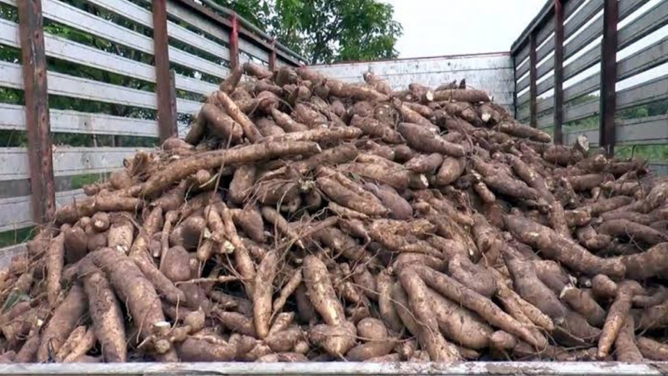 มันสำปะหลังไทย Non-GMO ปราศจากกลูเตน ตอบโจทย์อุตสาหกรรมยุคใหม่ เตรียมขยายโอกาสในญี่ปุ่น 25-26 ก.พ.นี้