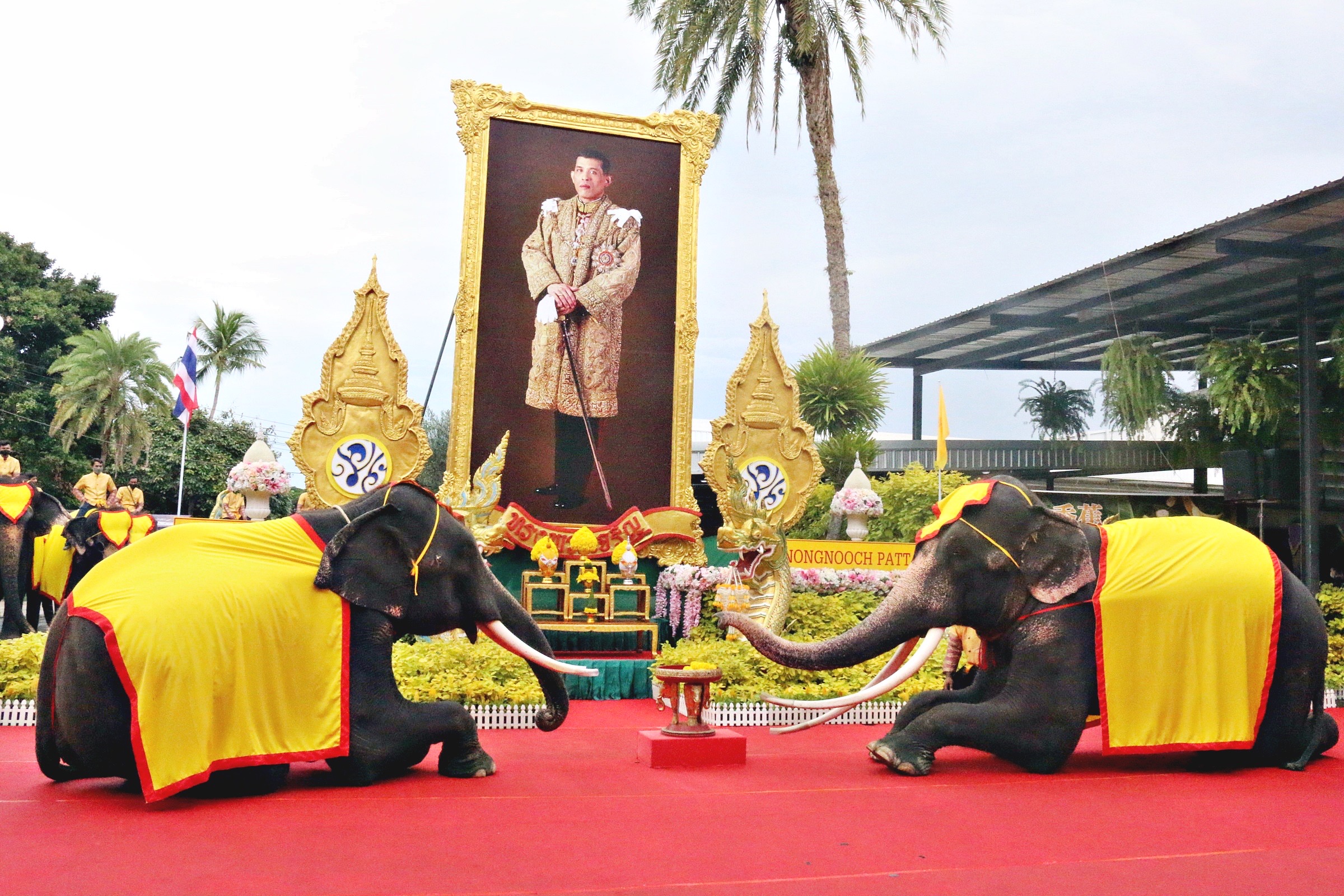 สวนนงนุชพัทยา นำช้างแสนรู้ 71 เชือก เดินขบวนแห่ วันเฉลิมพระชนมพรรษา ในหลวง ร.10
