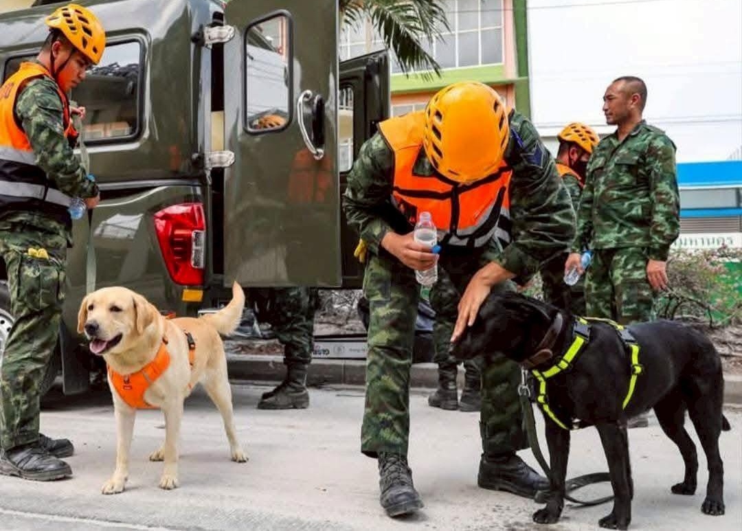 ทบ.แจงไม่เปิดรับบริจาคสุนัขทหาร K-9 ยันดูแลอย่างใกล้ชิด