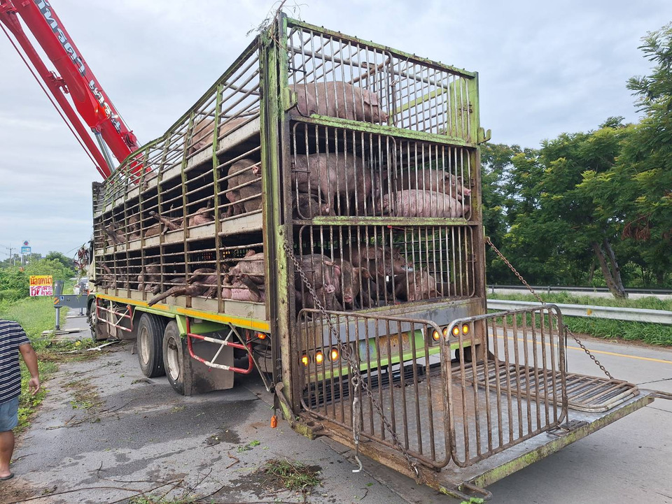 คนขับหลับใน! รถบรรทุกขนหมู 200 ตัว เสียหลักพลิกคว่ำลงร่องน้ำสุพรรณบุรี หมูตายกว่า 50 ตัว 