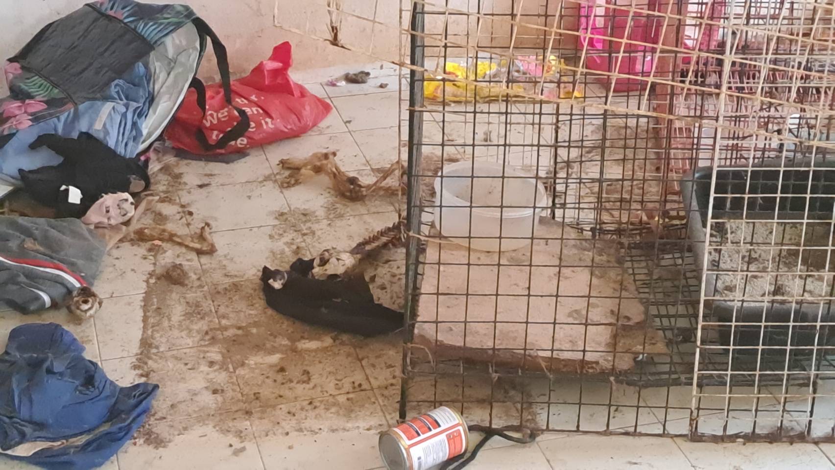 ชาวบ้านสุดทน แมว 12 ตัว ถูกขังไว้ในบ้านอดอาหารนานกว่า 2 เดือน จนต้องกินเนื้อกันเอง