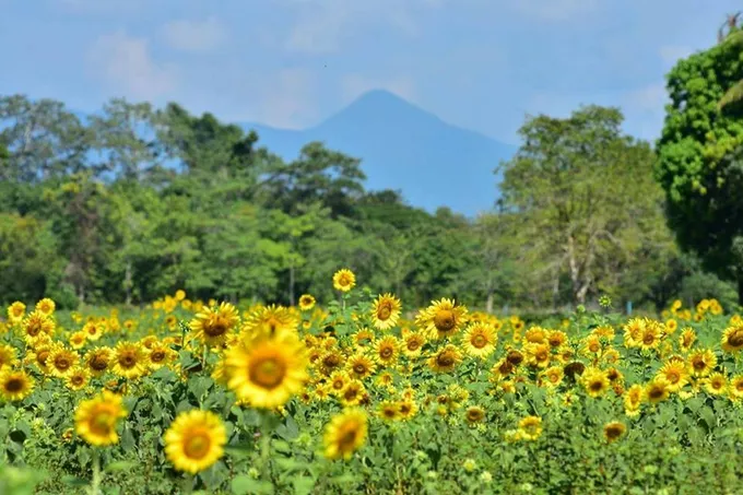 ทานตะวันบานที่ ม.วลัยลักษณ์ 
