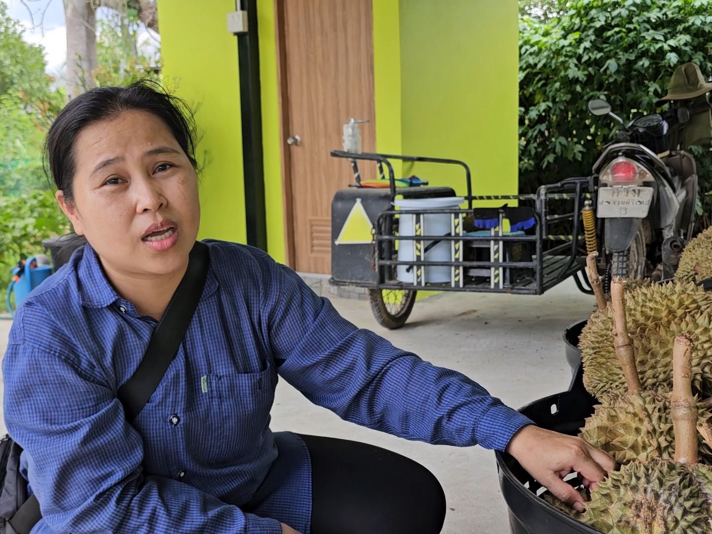 ประจวบคีรีขันธ์ ชื่นชม เจ้าของสวนทุเรียนป่าละอู ไม่ยอมขายทุเรียนหล่น จากพายุฤดูร้อน กว่า 1 ตัน 