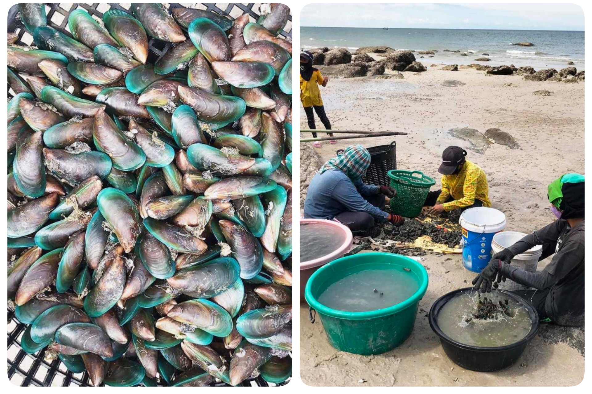ตำรวจหัวหินดูแลชาวบ้านแห่เก็บหอยชายหาดขายช่วงโควิดระบาด 