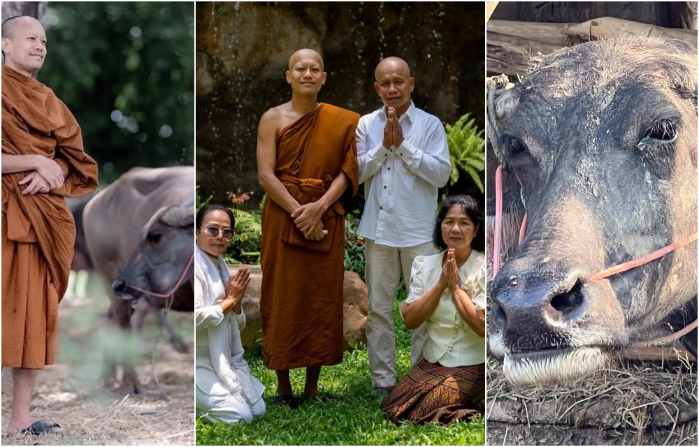 "พระสิงโต" ขออนุโมทนาบุญกับโยมเพื่อนๆพี่ๆน้องๆที่มอบชีวิตให้พี่น้องควาย อยู่บ้านหลังใหม่