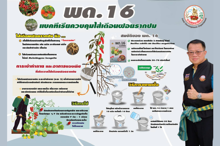 พด.16 ตัวช่วยใหม่ ! กรมพัฒนาที่ดินเปิดตัวจุลินทรีย์สู้ไส้เดือนฝอยรากปม พืชเศรษฐกิจฟื้นตัว 