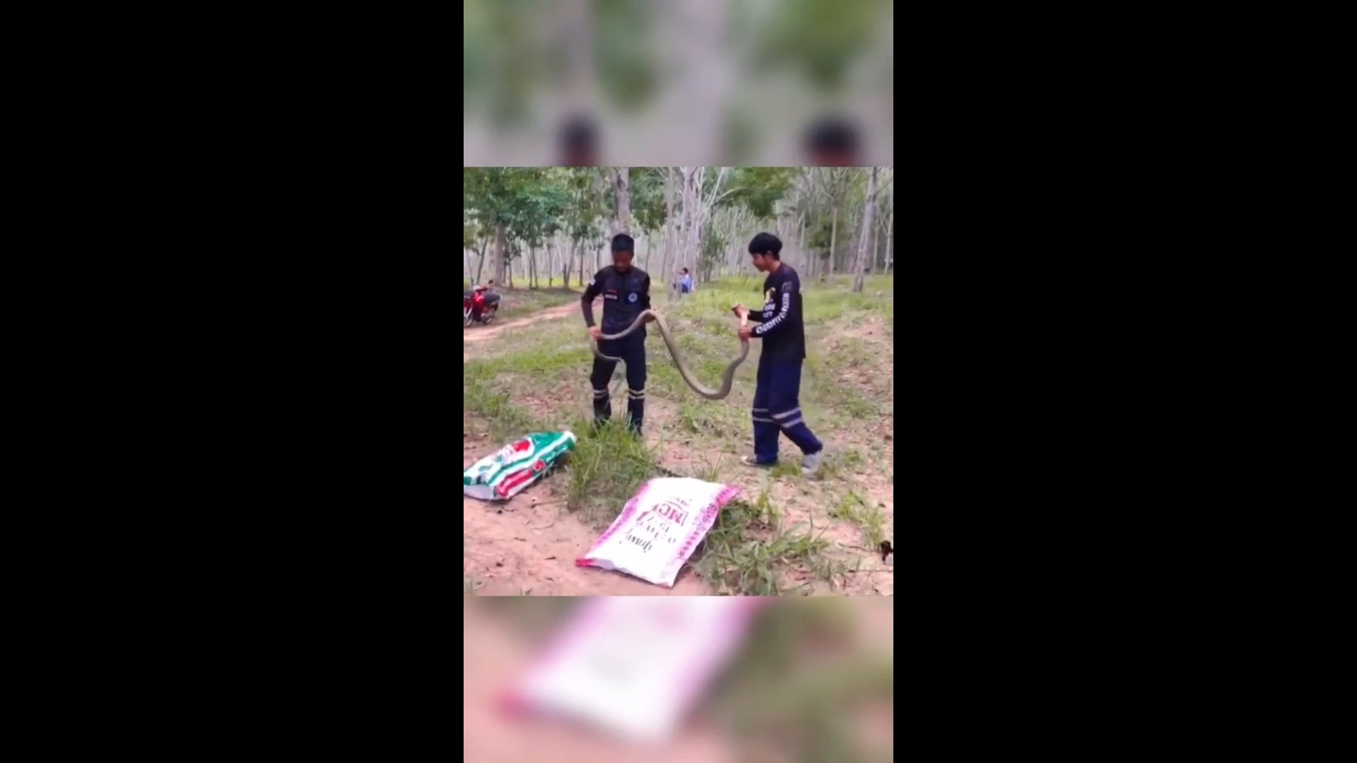 จงอางยักษ์ยึดสวนยางต้องแจ้งทีมอสรพิษฯมาจับเหตุชาวบ้านไม่กล้าเข้าใกล้